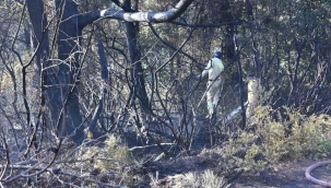 Kemalpaşa'da tırdan ormanlık arana sıçrayan yangın kontrol altında