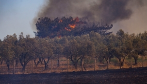 Yanan alanların büyüklüğü Buca'nın yüzölçümünün iki katı
