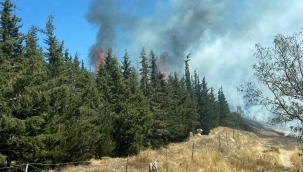 Aliağa'da ormanlık alanda çıkan yangın hızlı müdahale ile söndürüldü
