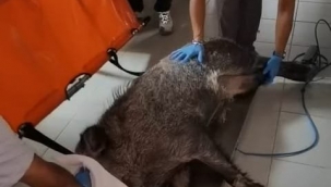 Ateşli silahla yaralanan domuz Doğal Yaşam Parkı'nda sağlığına kavuştu