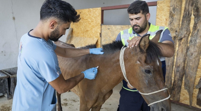 Buca'daki haralara terk edilen sahipsiz atlar Pako'da