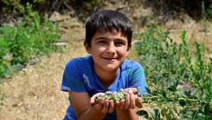 İzmir'in ilk toprağa dikim bluueberryleri hasat edildi.