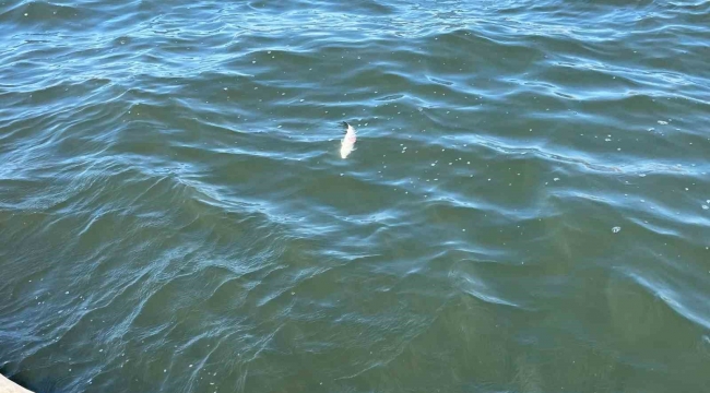 İzmir Körfezi'nin kokusu vatandaşı bezdirdi