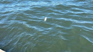 İzmir Körfezi'nin kokusu vatandaşı bezdirdi