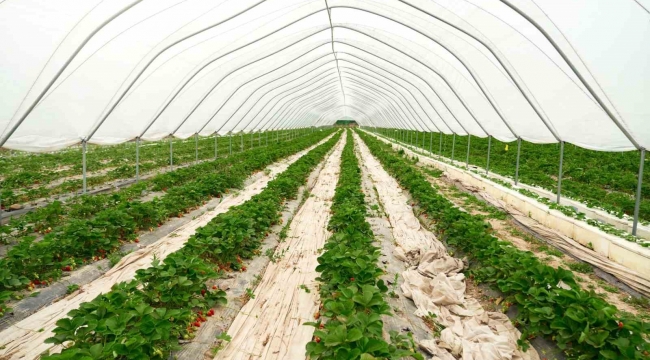 Suyumuz azalıyor, çare 'topraksız tarım'