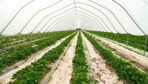 Suyumuz azalıyor, çare 'topraksız tarım'