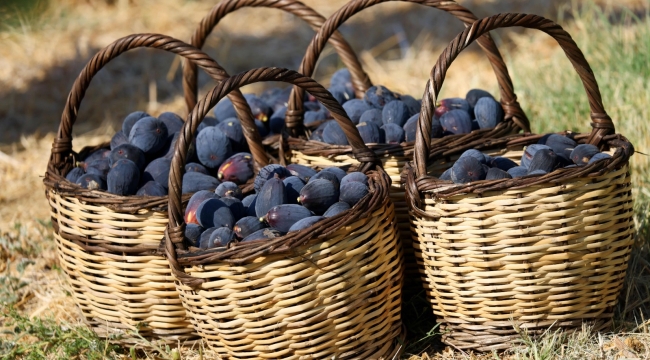 Türkiye'nin incirdeki yeni yıldızı "Siyah orak", Kuzey Ege'de yayılıyor