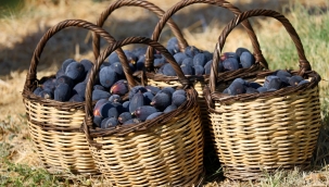 Türkiye'nin incirdeki yeni yıldızı "Siyah orak", Kuzey Ege'de yayılıyor