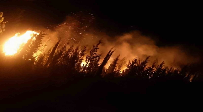Urlada makilik ve ormanlık alanda yangın