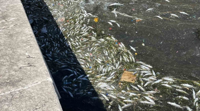 Başkan Saygılı'dan balık ölümleri sonrası İzmir Büyükşehir'e tepki