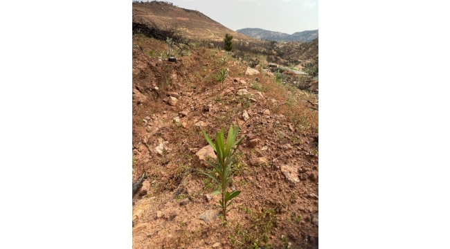 Karşıyaka Yamanlar'da yanan ormanlar yeşeriyor