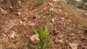 Karşıyaka Yamanlar'da yanan ormanlar yeşeriyor