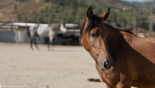 Pako'da bakılan binek hayvanlar sahiplendiriliyor