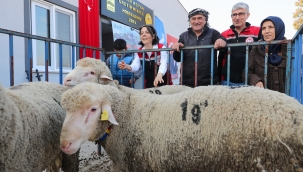 Aliağa Belediyesi'nden Üreticiye Yeni Destek: Damızlık Koyun Dağıtımında İkinci Etap Başlıyor