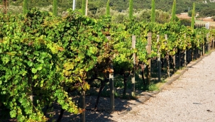 İzmir bağcılık mirasını koruyan Iter Vitis Rotası'na katıldı