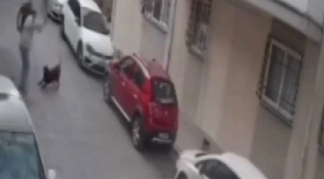 İzmir'de köpeğe kemerli şiddet