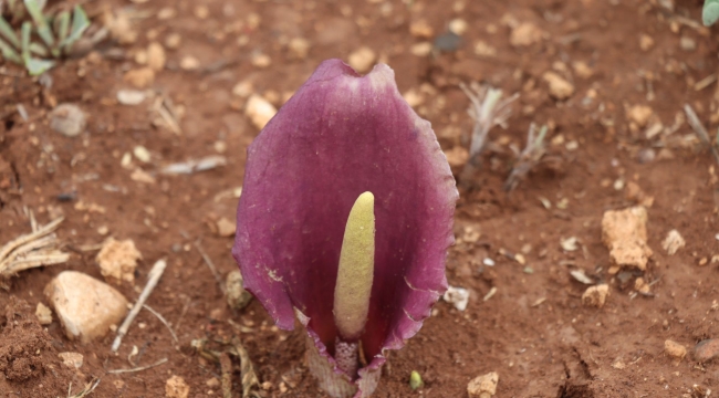 "Karaman yılanpancarı" bilim dünyasına tanıtıldı