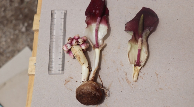 "Karaman yılanpancarı" bilim dünyasına tanıtıldı