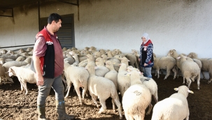 Aliağa'da Üreticiye Destek Sürüyor: Hibeli Koyun ve Koçlar Üreticilere Teslim Edildi