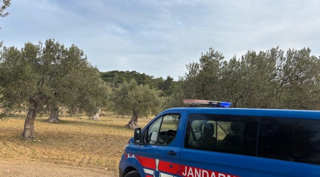 Aliağa'da Zeytin Hasadı Başladı: Güvenlik Önlemleri Artırıldı