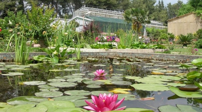 Ege Üniversitesinin endemik tür cenneti: Botanik Bahçesi