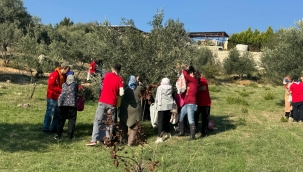 Engelli yurttaşlar ve yakınları zeytin hasadında buluştu