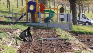 Mahalle bostanlarında kış dikimleri başladı
