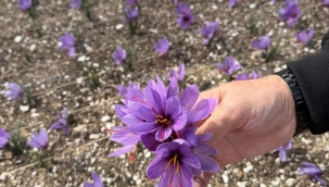 Ülkü Ocakları Genel Merkezi'nin terasında safran hasadı yapıldı