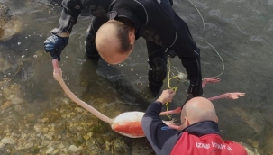 Flamingoya hayat veren kurtarma operasyonu