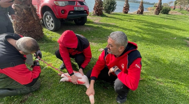 İzmir İtfaiyesi ayağına misina dolanan flamingoyu kurtardı
