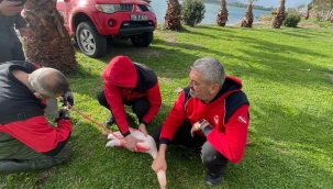 İzmir İtfaiyesi ayağına misina dolanan flamingoyu kurtardı