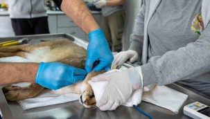 Ağır yaralı bulundu, sağlıklı şekilde doğaya salındı