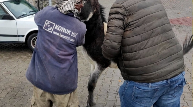 Aliağa'da 14 At, 36 Eşek Bulunuyor