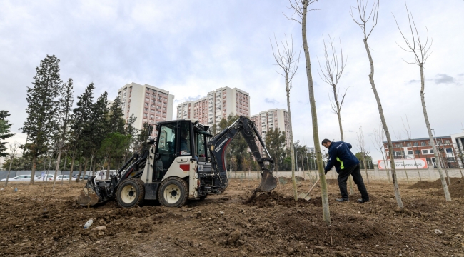Betonun arasından orman çıktı
