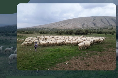 Kırsalda Bereket Projesi hazırlığı... 150 bin küçükbaş dağıtılacak