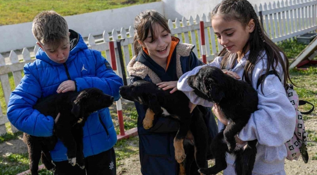 İzmir'de 2 bin 300 patili yuva bekliyor
