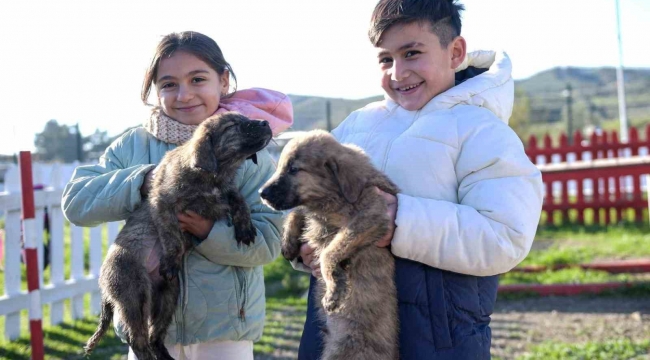 Büyükşehir'den Dikili'ye tam teşekküllü sokak hayvanları kampüsü