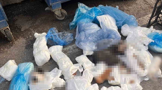 İzmir'deki '33 ölü kedi' vahşetinde yeni gelişme