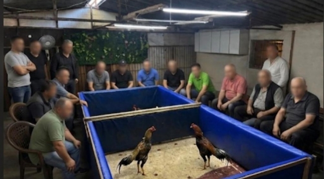 Aliağa 'da Horoz dövüştürülen çiftlik mühürlendi, hayvanlar korumaya alındı